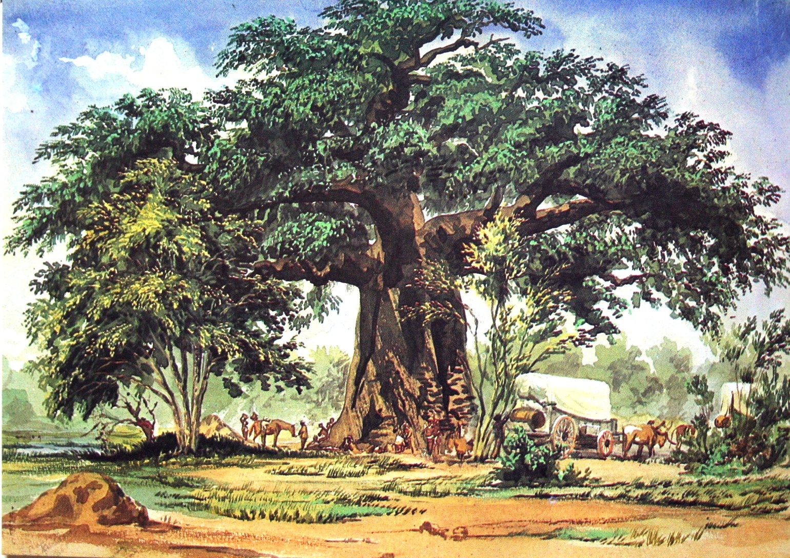 Thomas Baines Baobab Tree